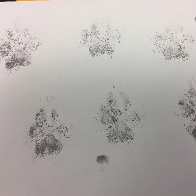 Pet Paw Print or Nose Print Keychain