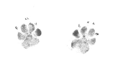 Square Pet Paw Print or Nose Print Keychain