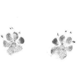 Heart Paw Print or Nose Print Keychain